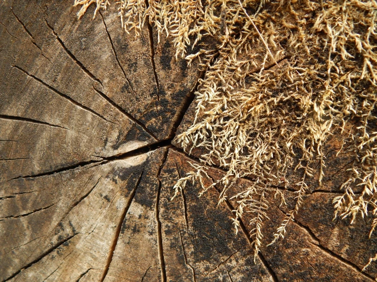 a section of old tree stump with moss growing on it