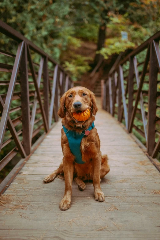 a dog sitting on a bridge with an orange in its mouth