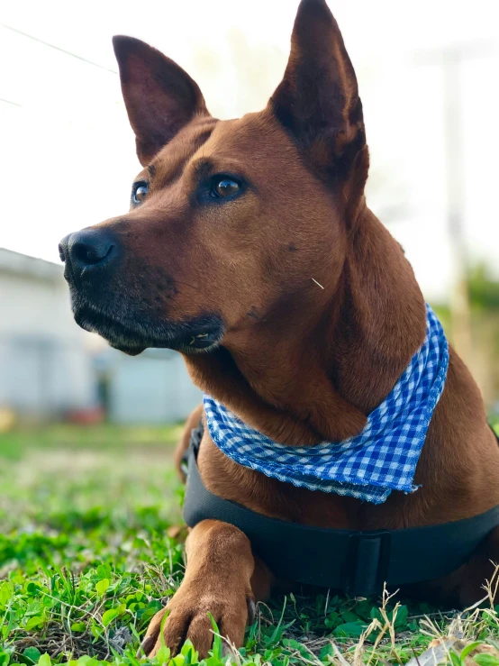 a close up of a dog laying in the grass