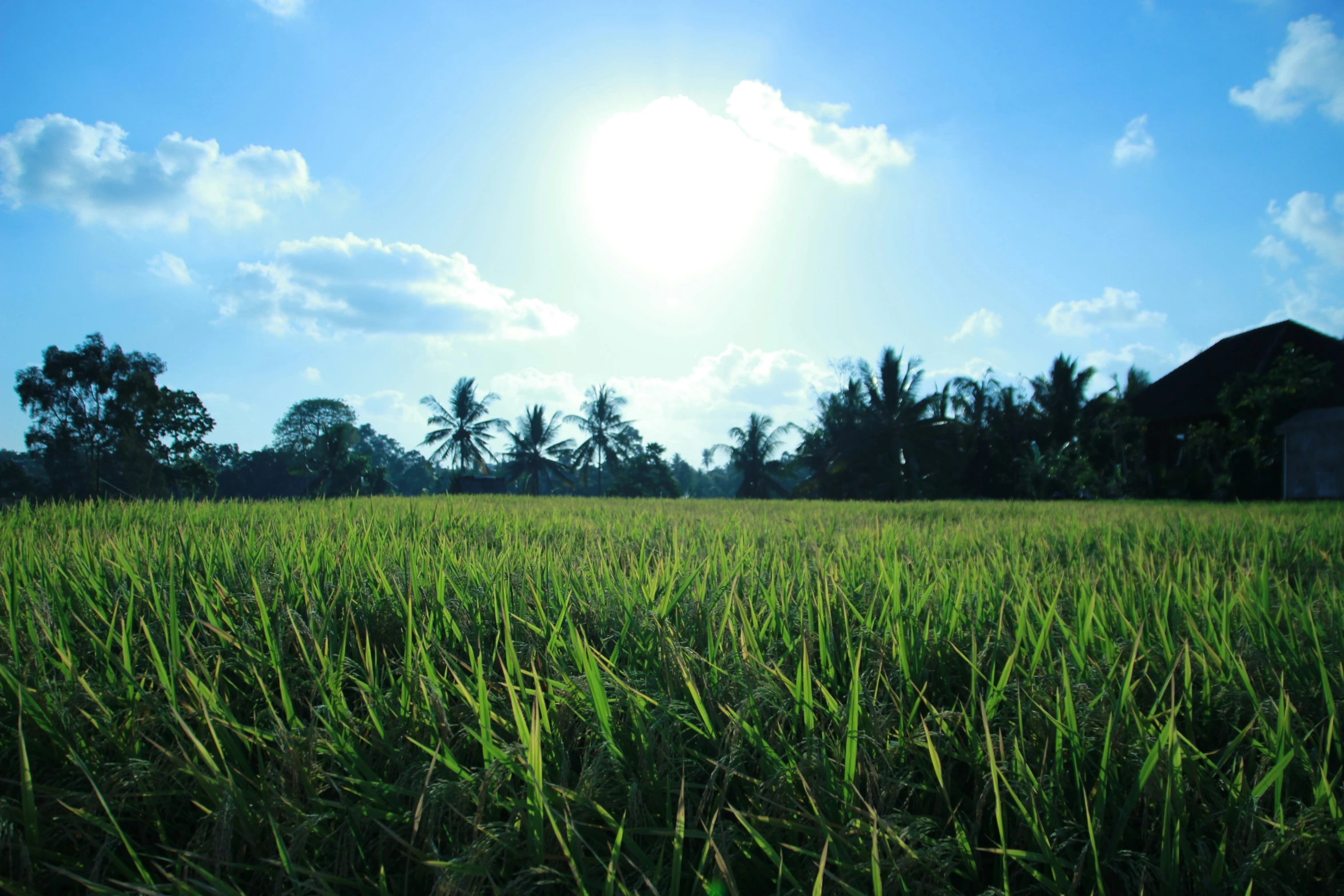 an open field in the sunlight with a tree in the distance