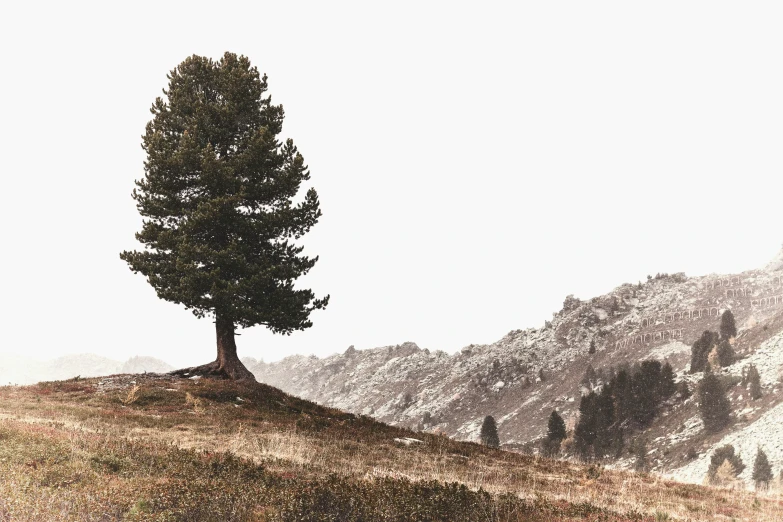 a lonely tree on the top of a hill