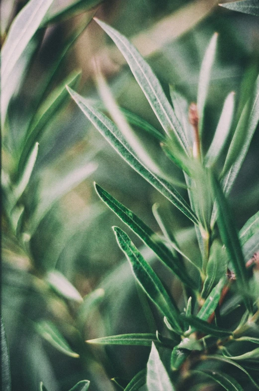 some very pretty green leaves on a tree