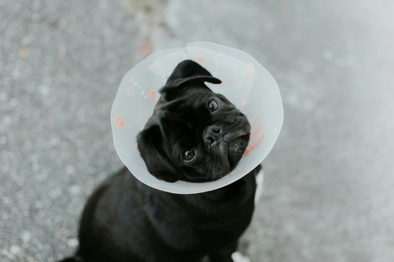 a small black dog with a plate on its neck