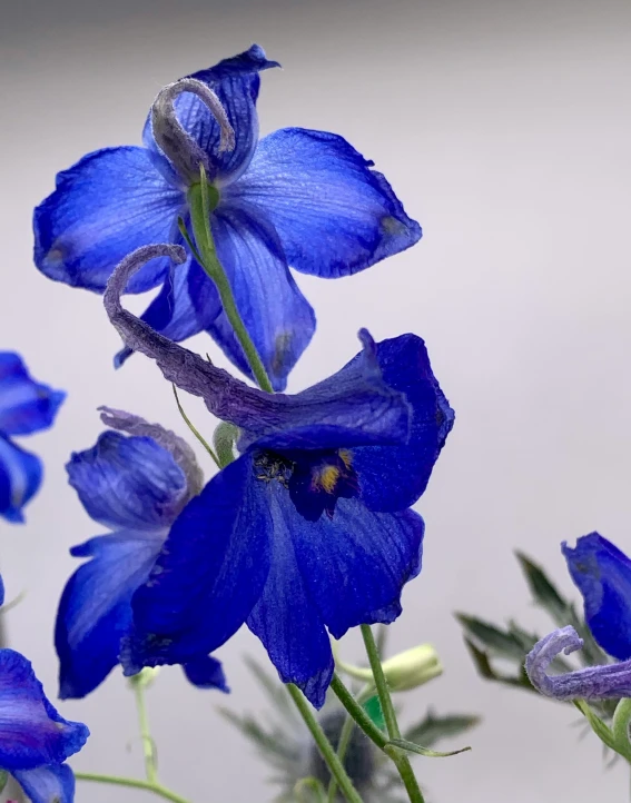 close up of blue flowers with green stems