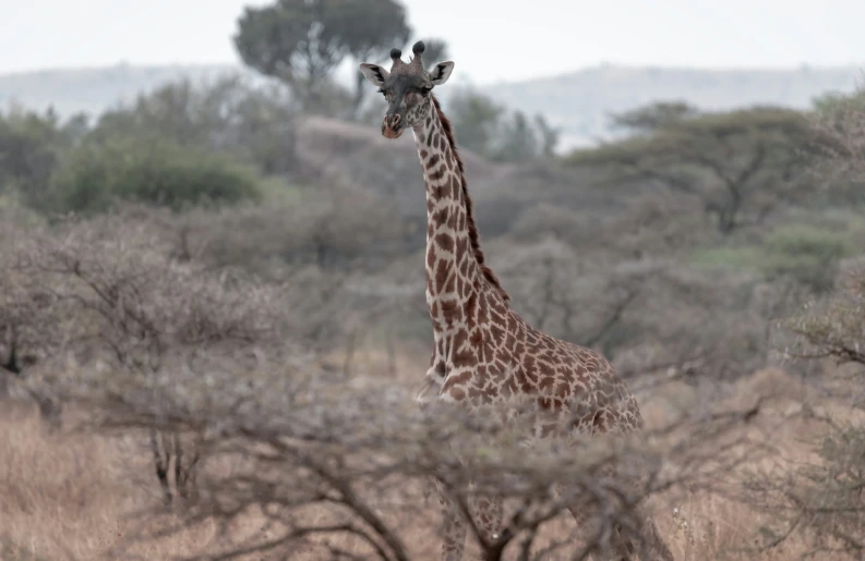 a giraffe standing alone in the wilderness