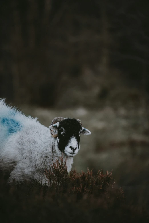 the sheep is walking on a dark and foggy ground