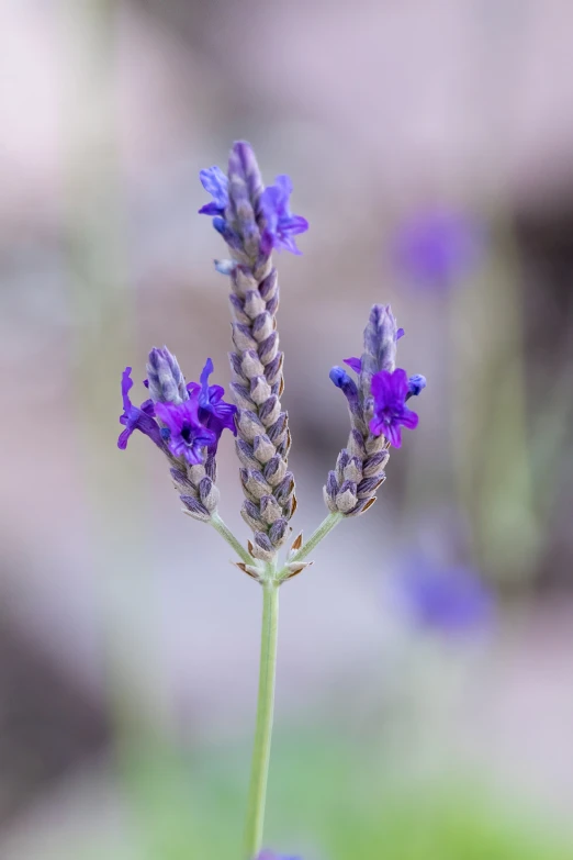 this is a plant with purple flowers