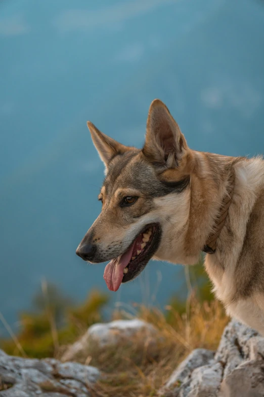 a dog with its tongue out sitting on top of a hill