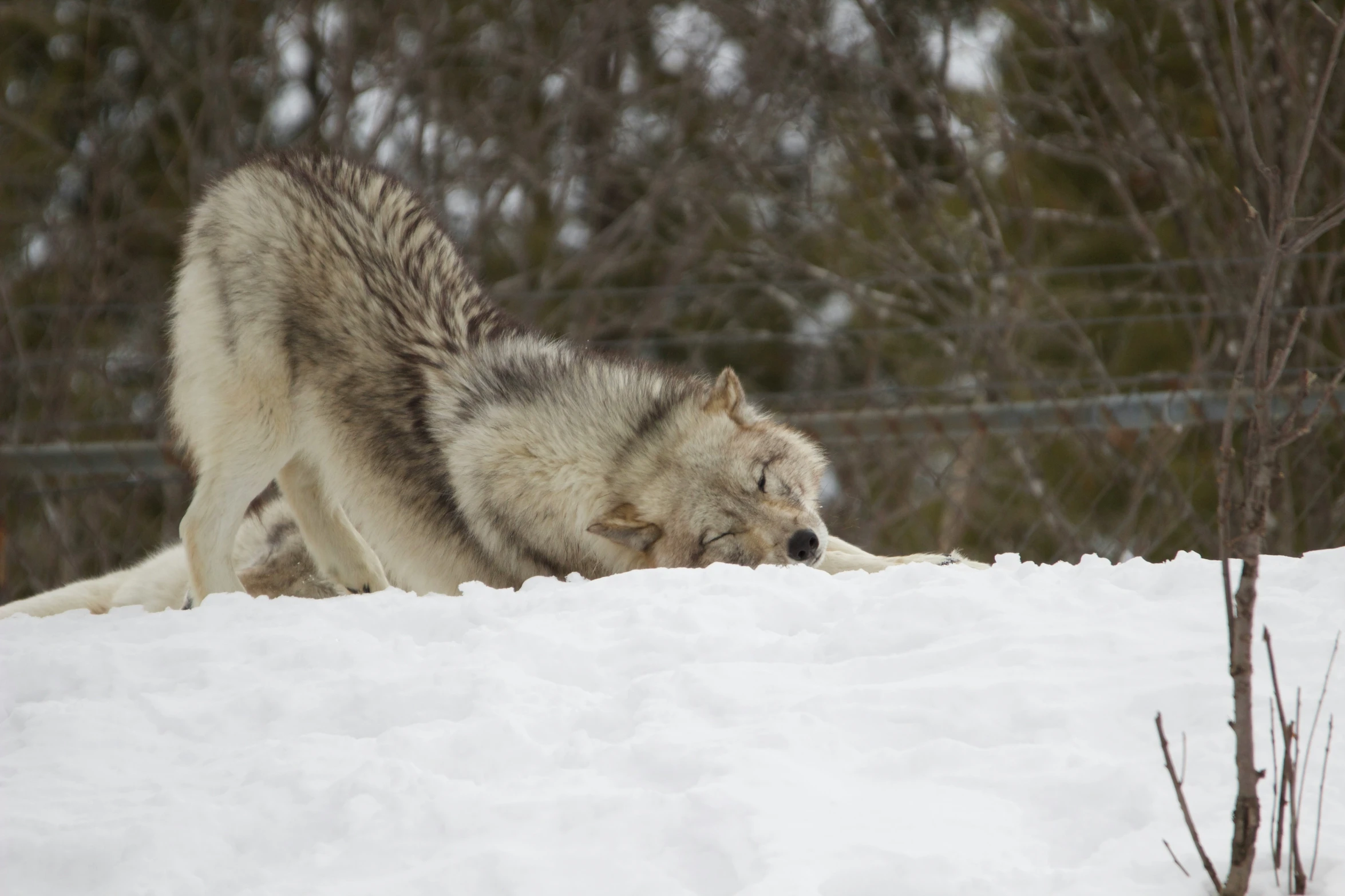 two wolfs, one walking in the snow and one running away