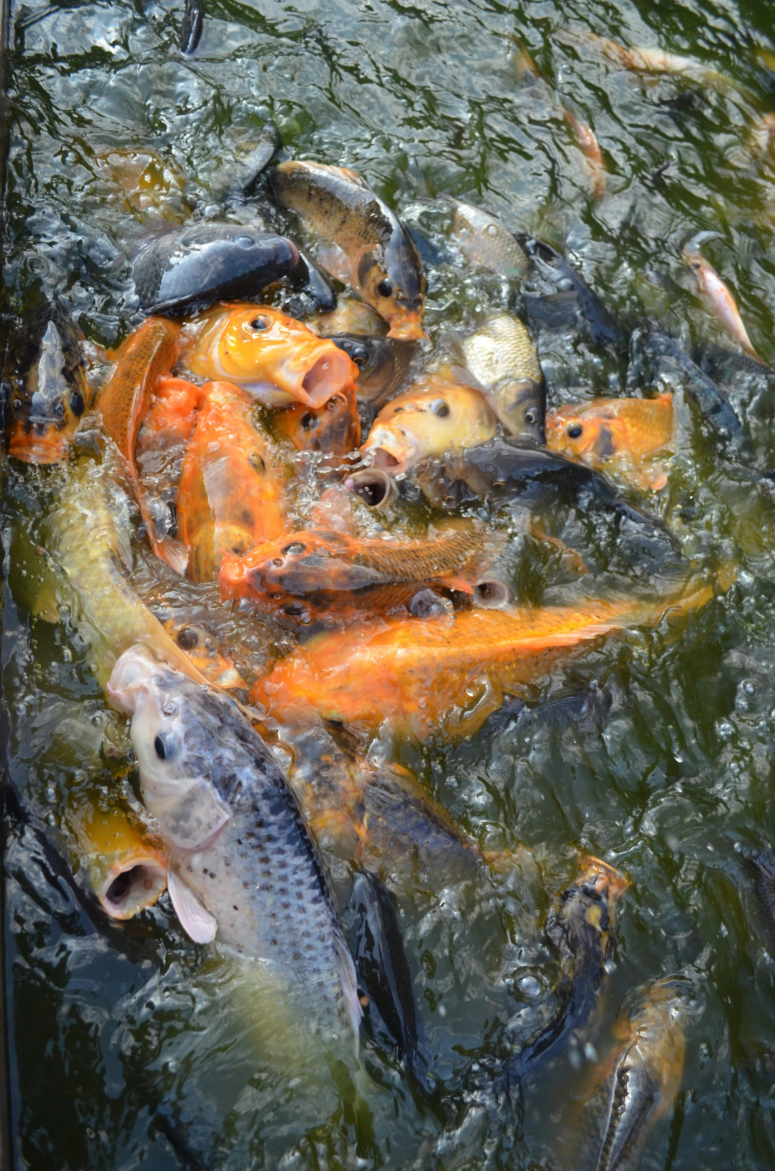 many orange and black fish swimming in water