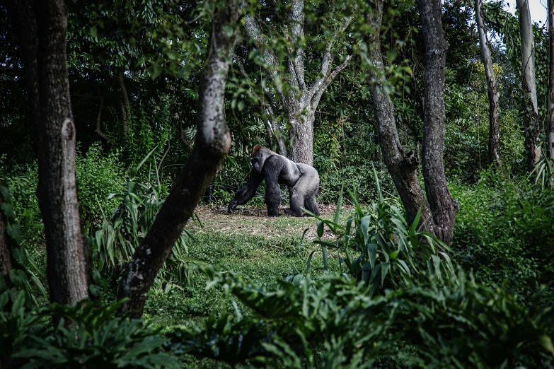 an animal is walking through a forest