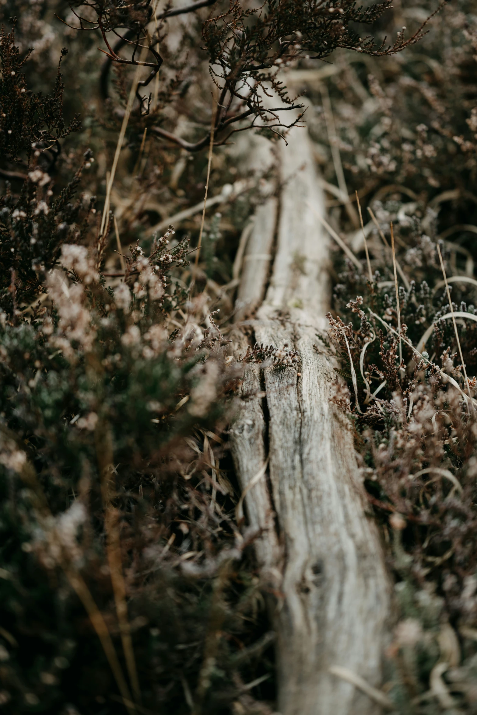 a tree nch that is standing in the dirt