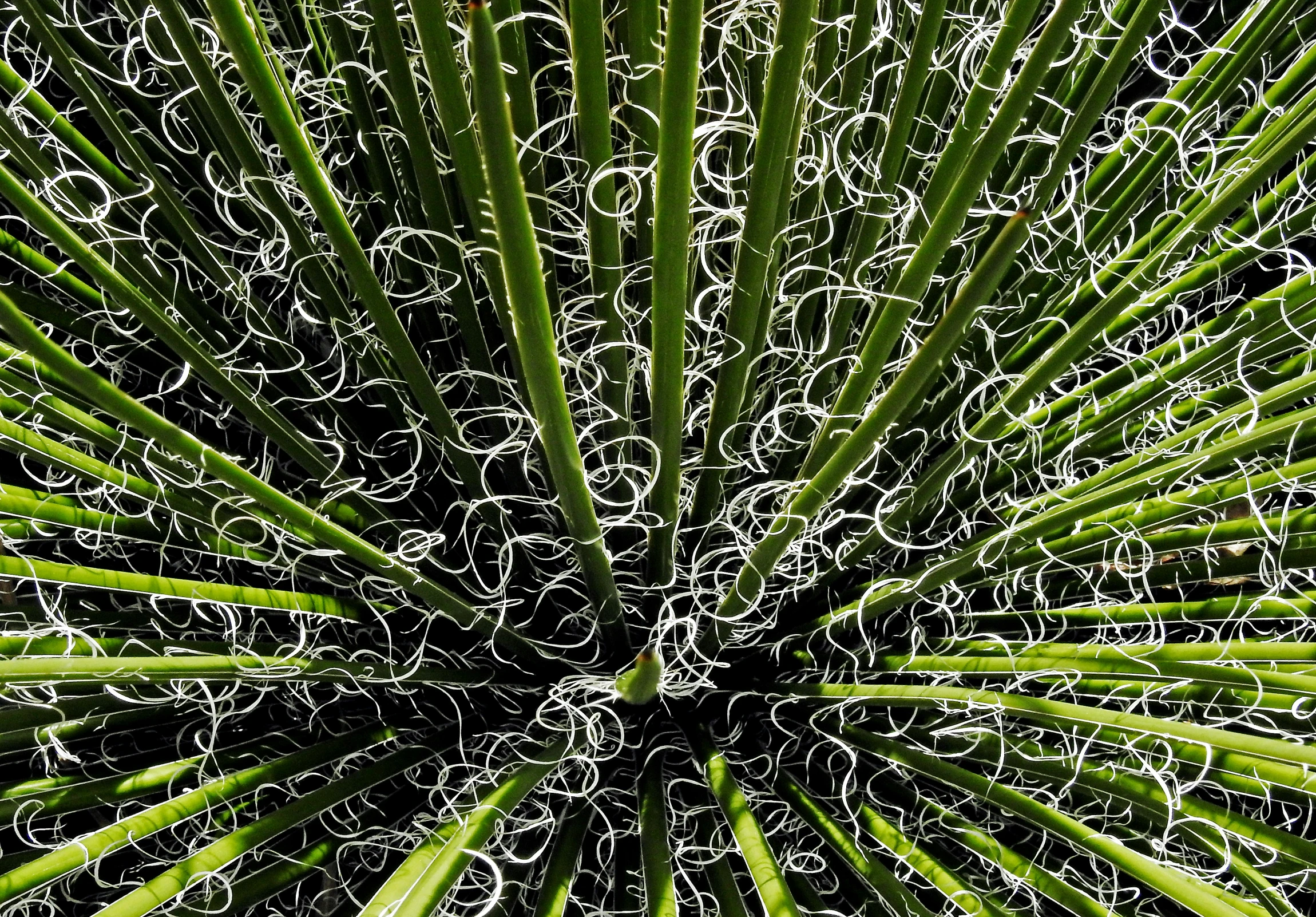 the leaves of a palm tree from up high