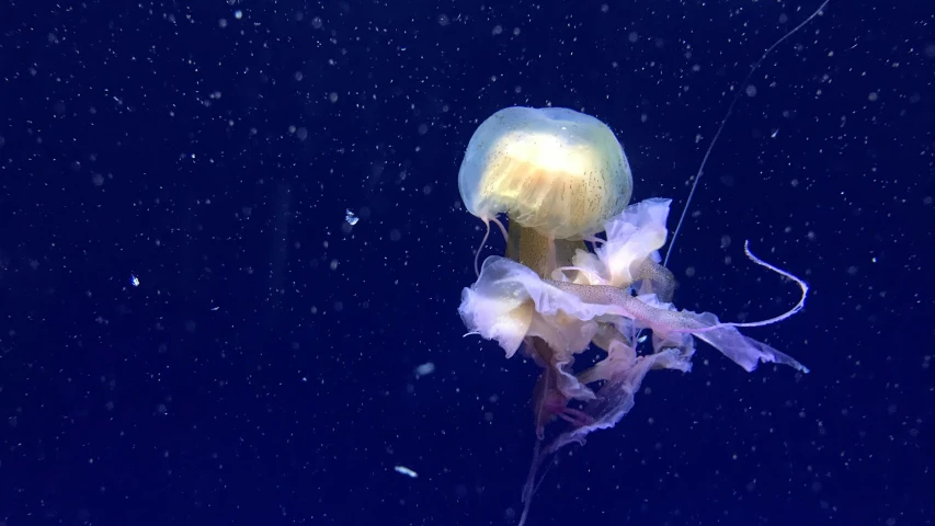 an artificial jelly fish floating on top of a lake