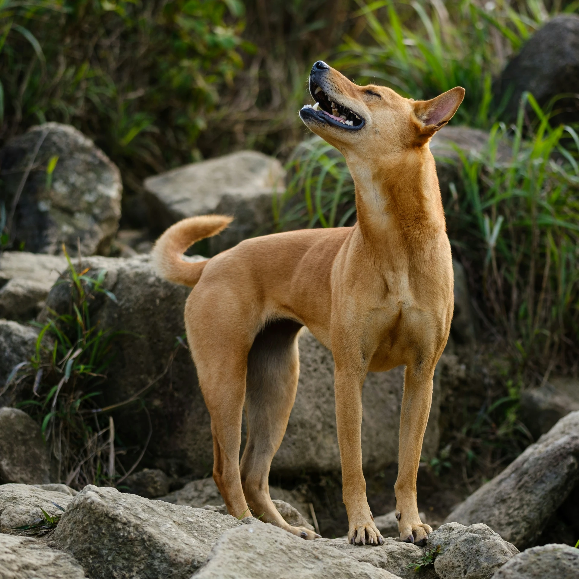 a dog standing on top of a pile of rocks