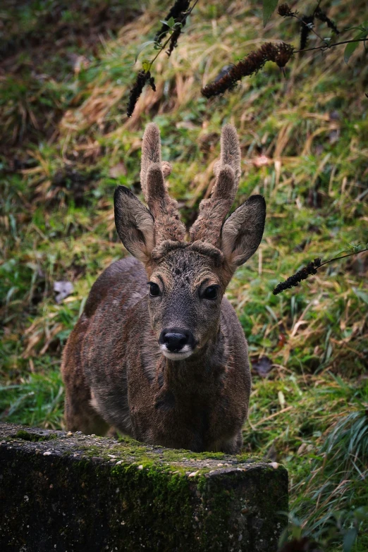 a large animal that is standing in the grass