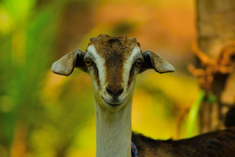 the goat is standing up wearing a bow around its neck