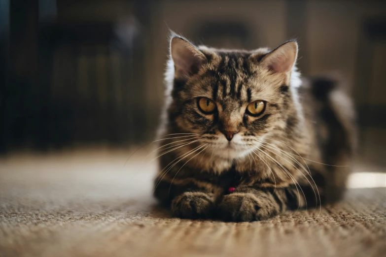 a gray striped cat laying on the floor