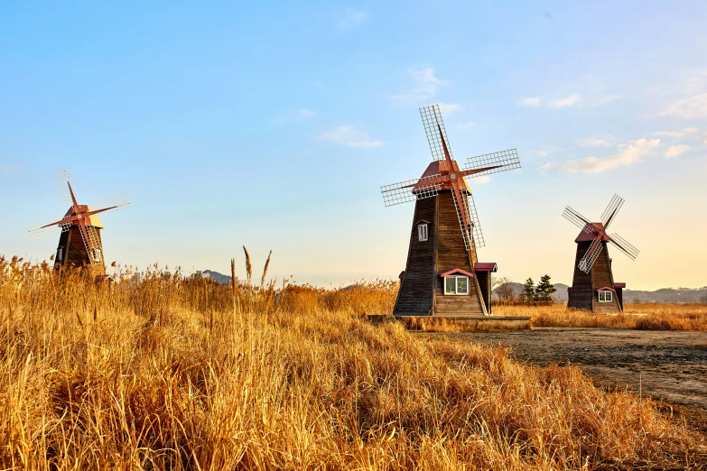 there are three windmills standing in a wheat field