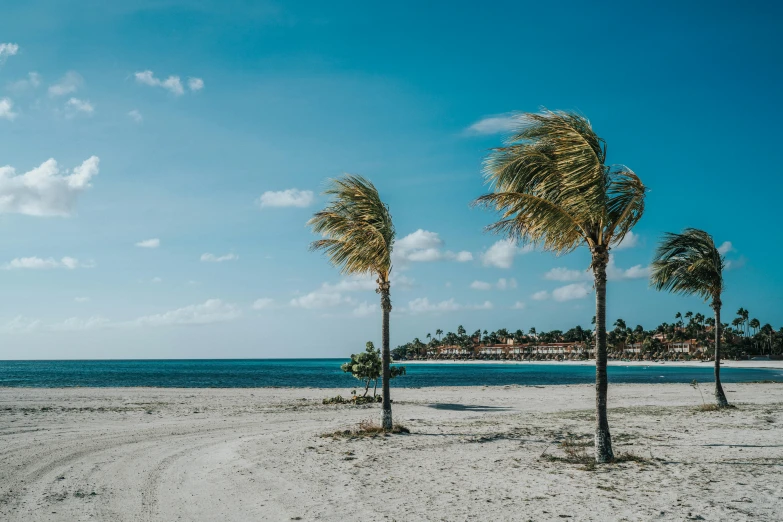 three palm trees blowing in the wind on a beach