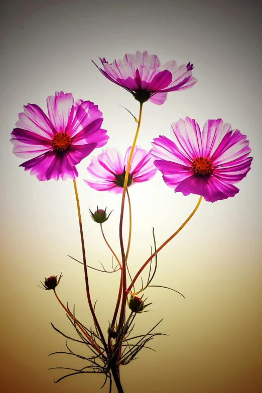 there are two large pink flowers growing on a tall nch