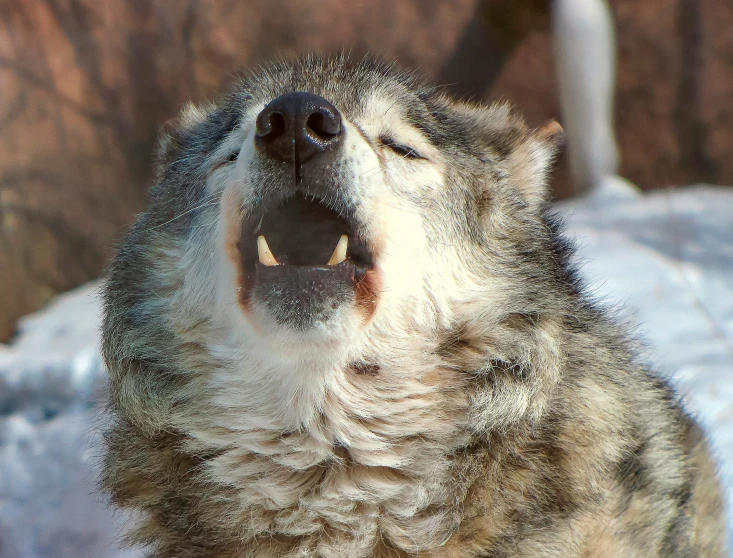 an animal that is yawning while standing up