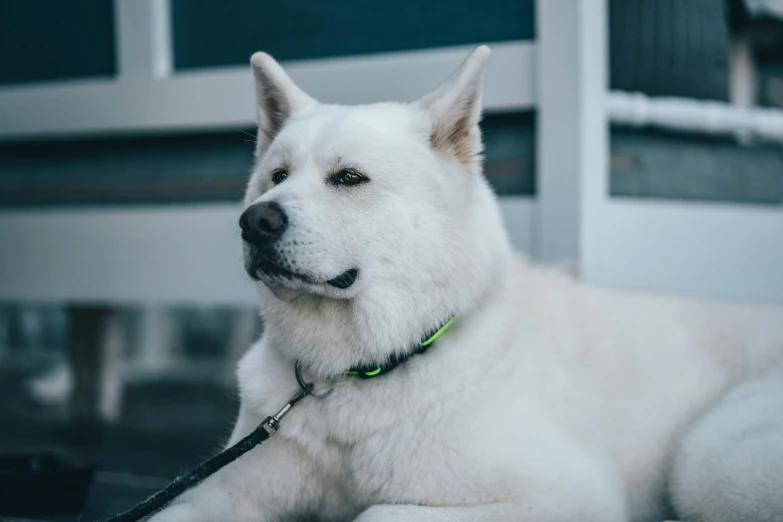 a white dog laying down on a porch