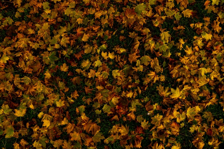 the floor is covered in various colored leaves