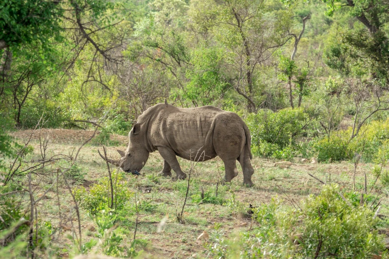 a rhino grazes on brush in an open field