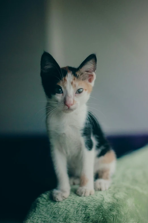 the kitten is sitting on the small green cushion