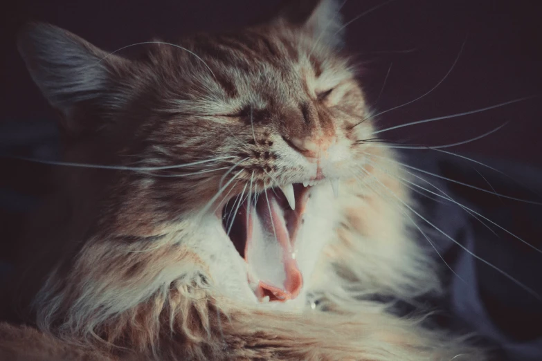 an adult cat yawns while lying on its back