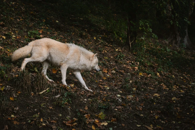 a dog walking on the ground surrounded by autumn leaves