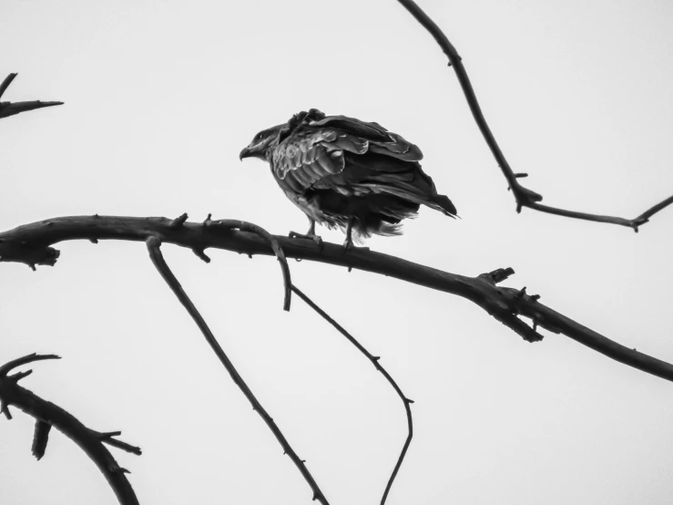 a black and white po of a bird on a tree limb