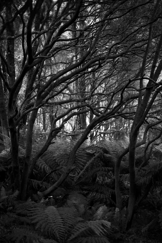 a very dark forest filled with lots of tree nches