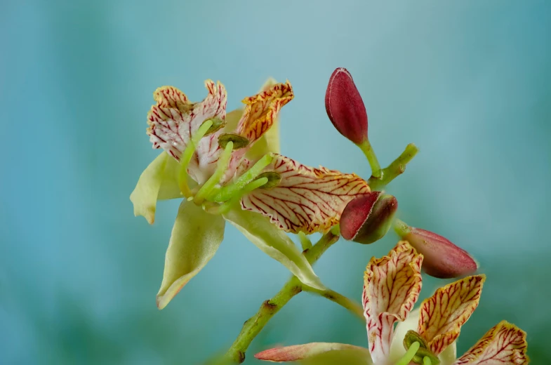 a brown and red flower on a stem