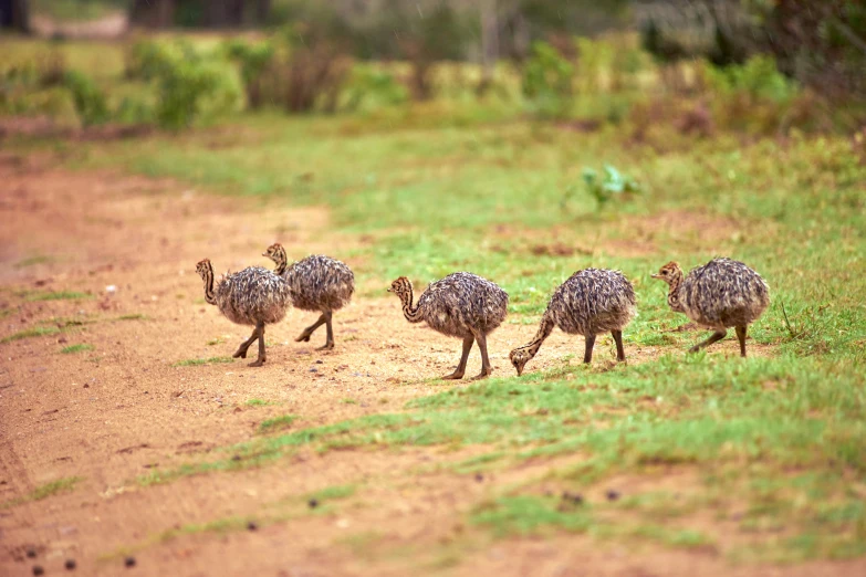 a group of birds on the road in the wild