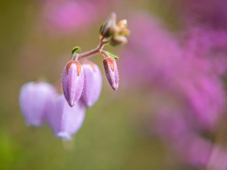 some flowers growing from a thin stem in the middle of the field