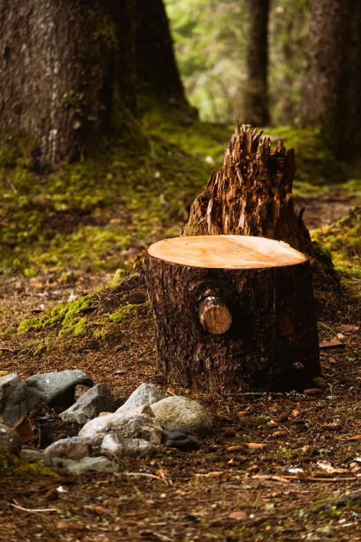 a tree stump sitting in the middle of a forest