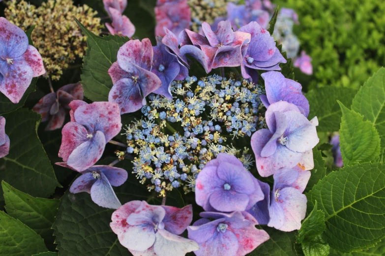 several different colors flowers blooming on a green plant