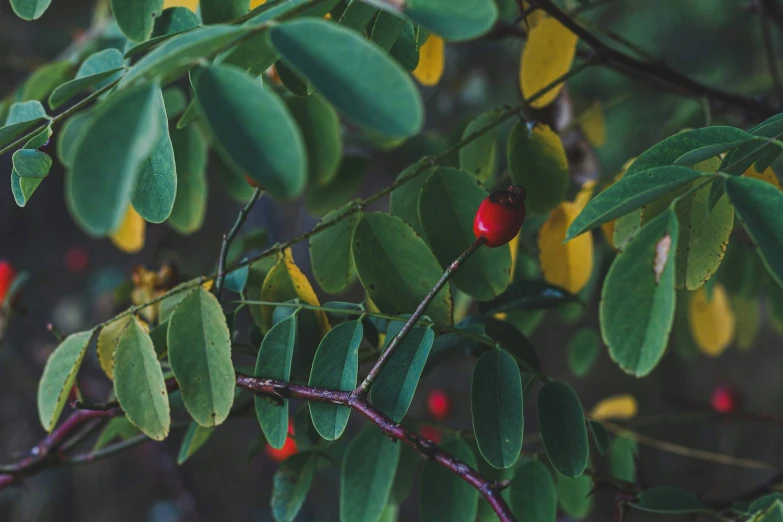 the green leaves have some fruit growing on them