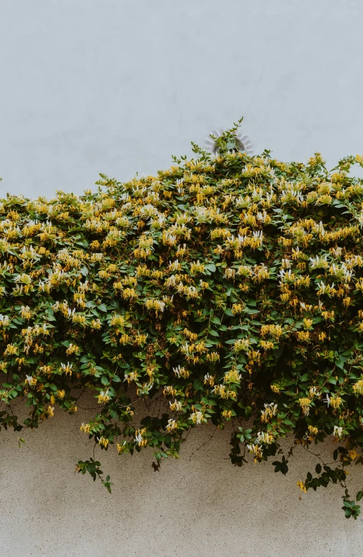 a bush of yellow flowers that are growing up the side of a building