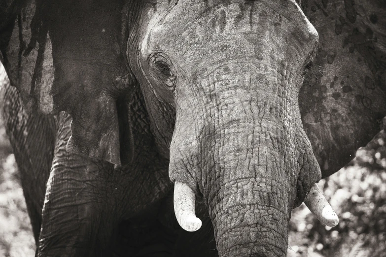 an elephant standing behind an unkempt rock wall