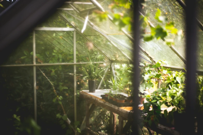 greenhouse type with multiple plants in it surrounded by vines