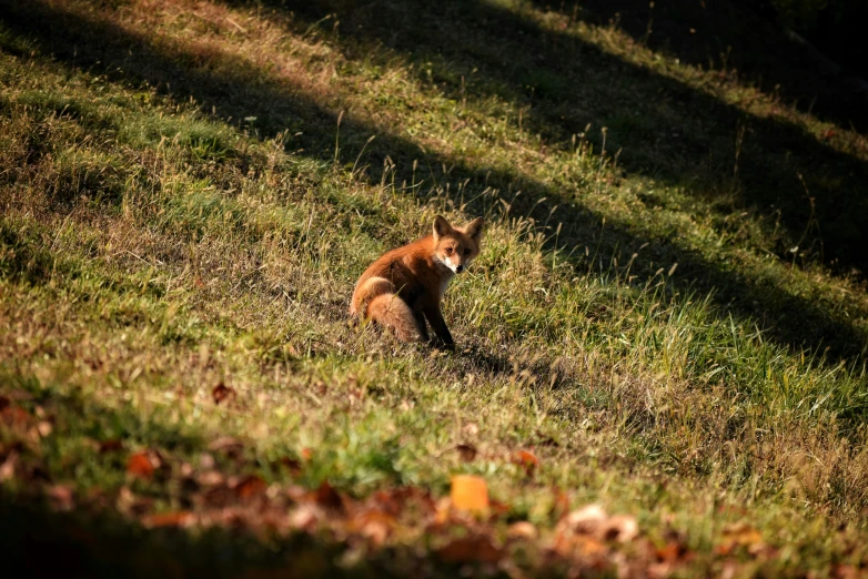 a red fox sitting on the ground in a field