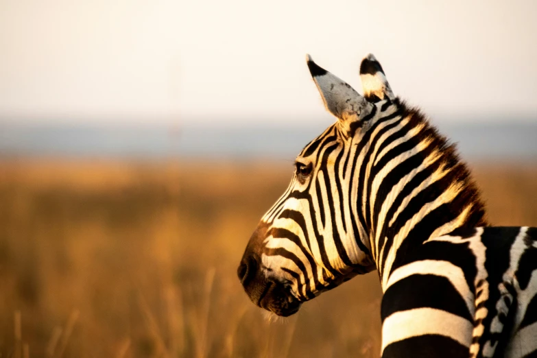 the back end of a ze's head, with tall grass and brown hills in the background