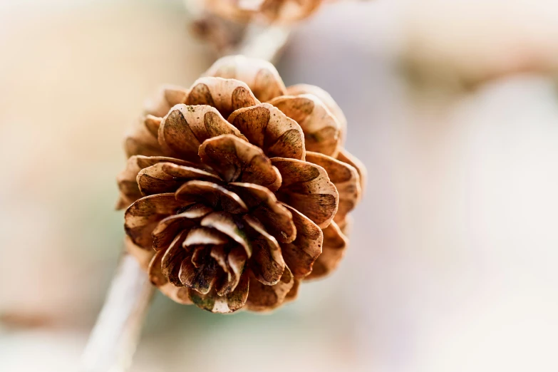 the pine cone is on a tree nch