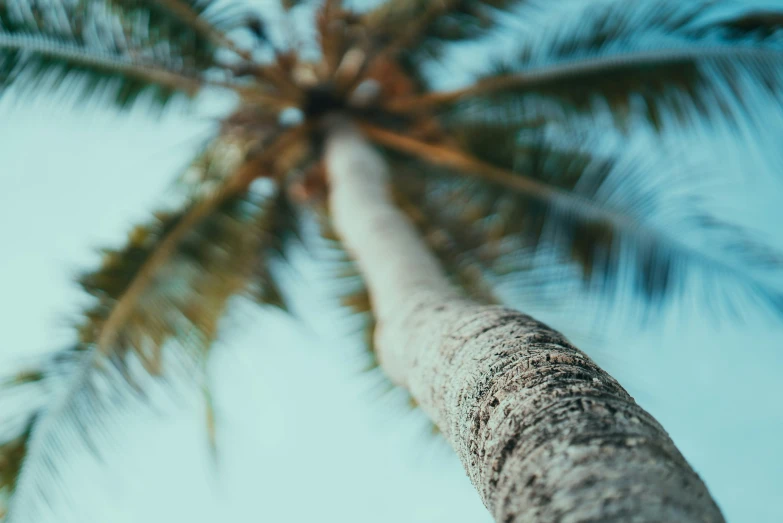 palm trees looking up at the sky from bottom