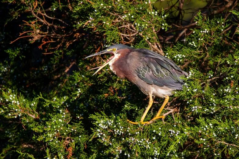 a bird standing in the top of a lush green tree