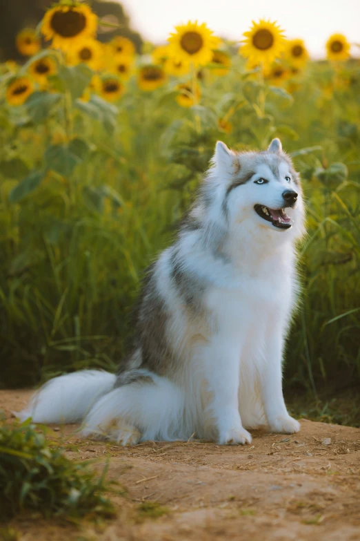 there is a white and black dog sitting in a field