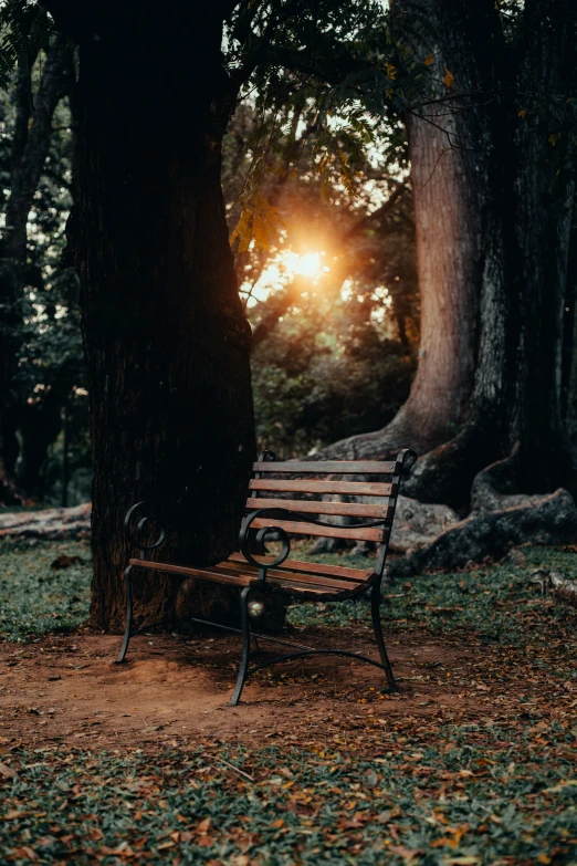 a park bench is seen near the sun shining through trees